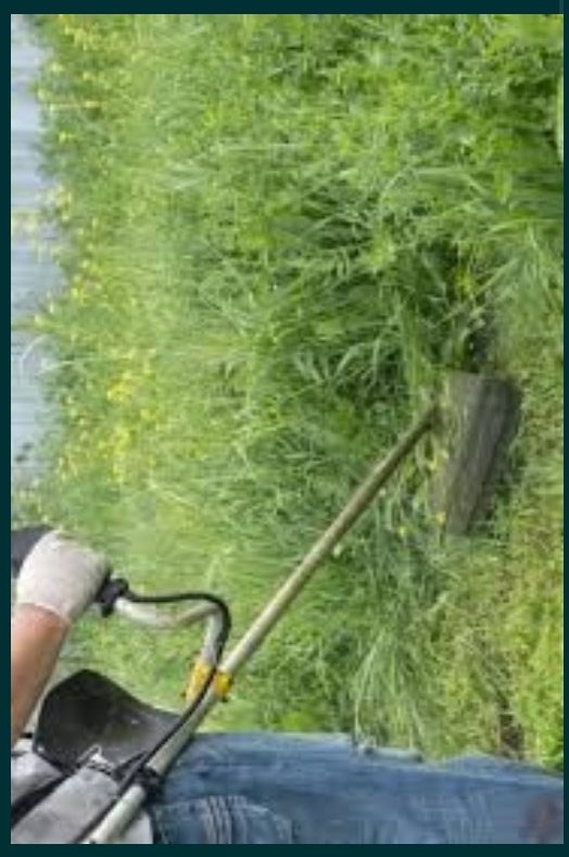 Execut  lucrări de îngrijire spații verzi