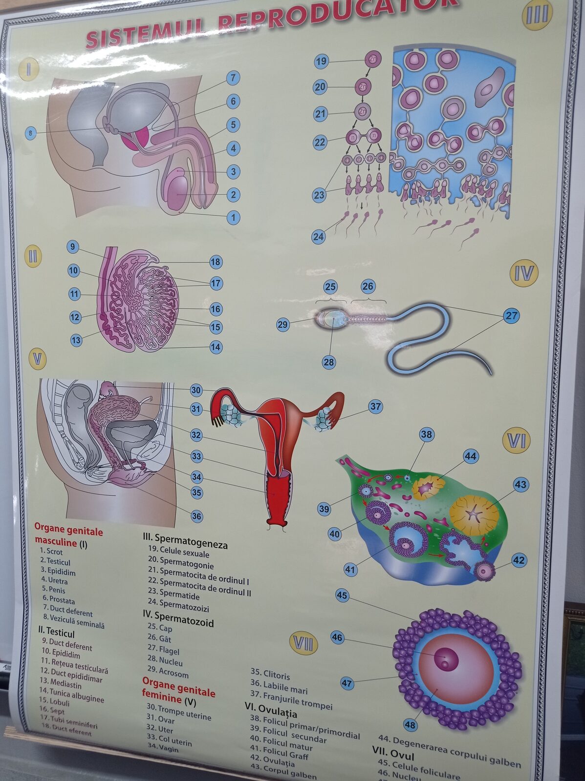 Ofer consultație gratuită.Specialist în medicina naturistă.