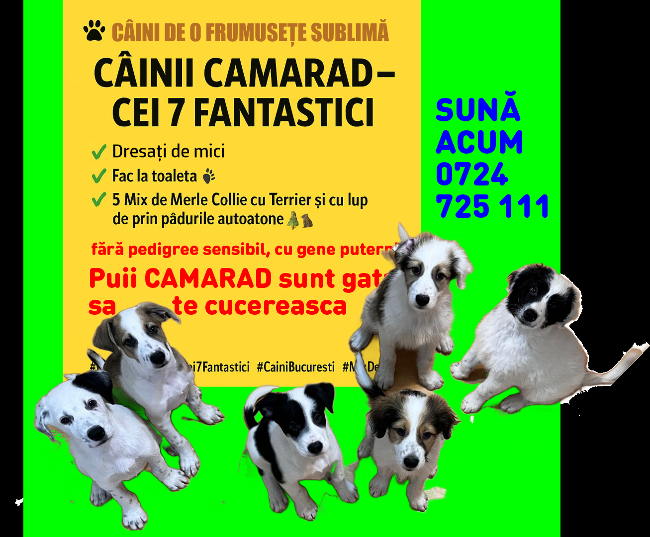 7 frați, 1 povește unica 🐾 CAMARADUL TAU  din linia Cei 7 Superbi