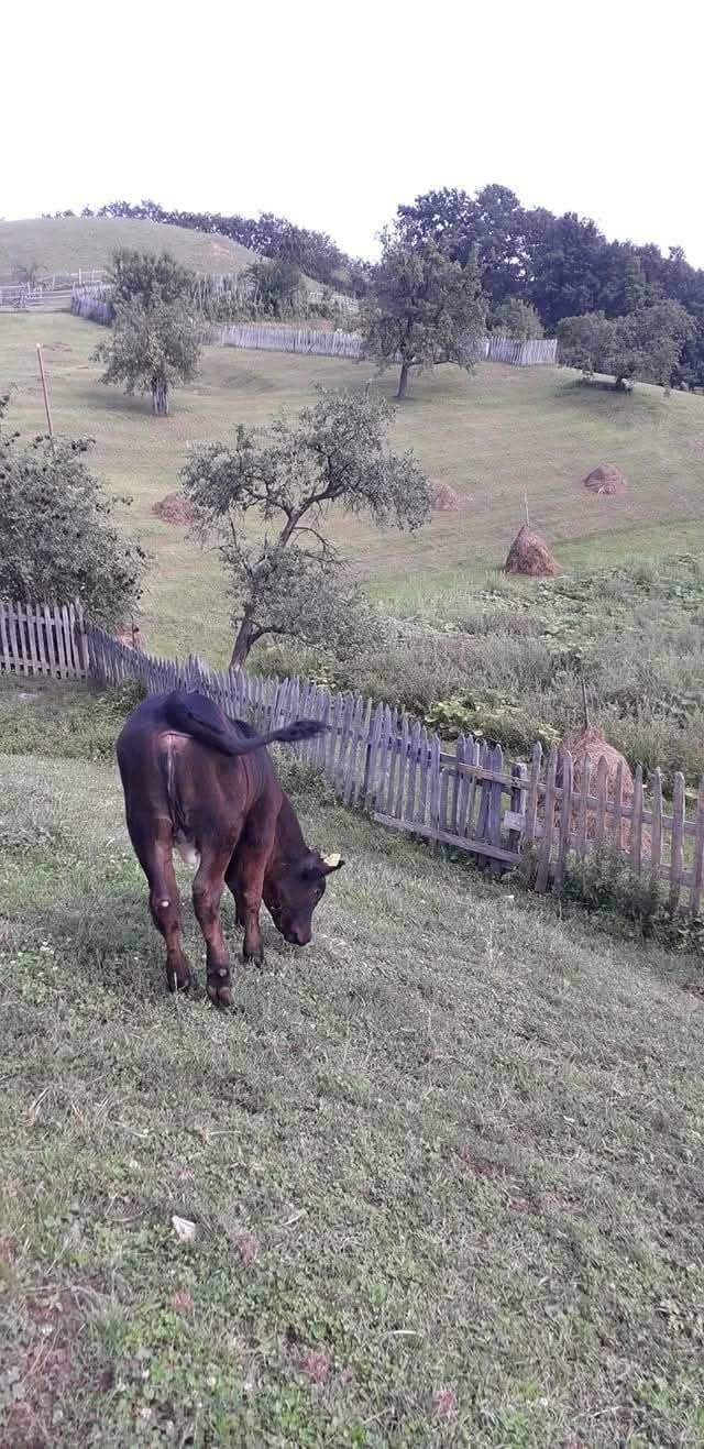 Casa cu teren de vânzare