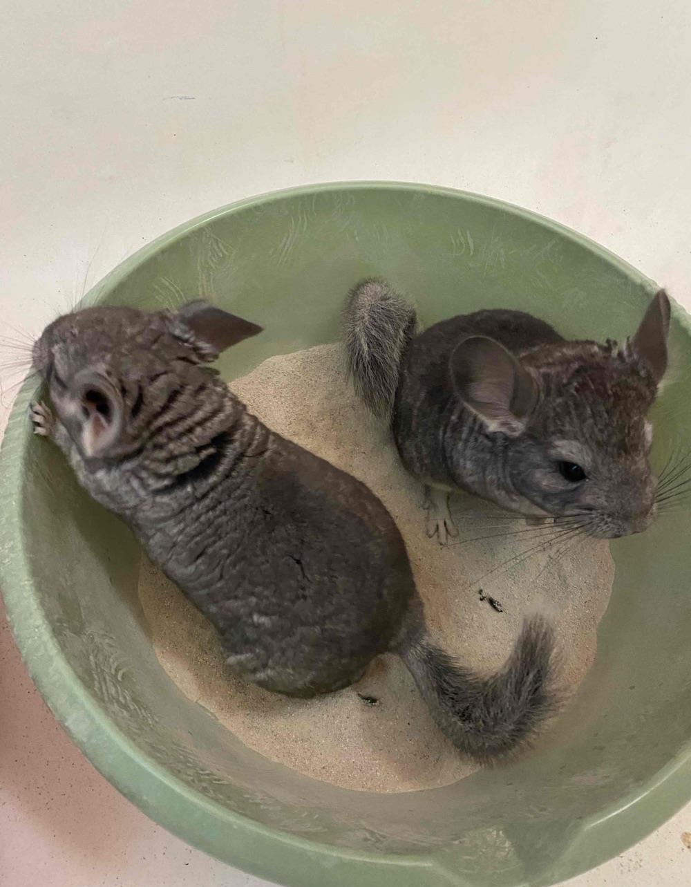 2 adulti de chinchilla si 2 puii