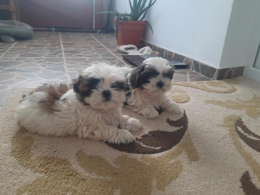 2 baietei pufosi și jucausi cauta alta casuta