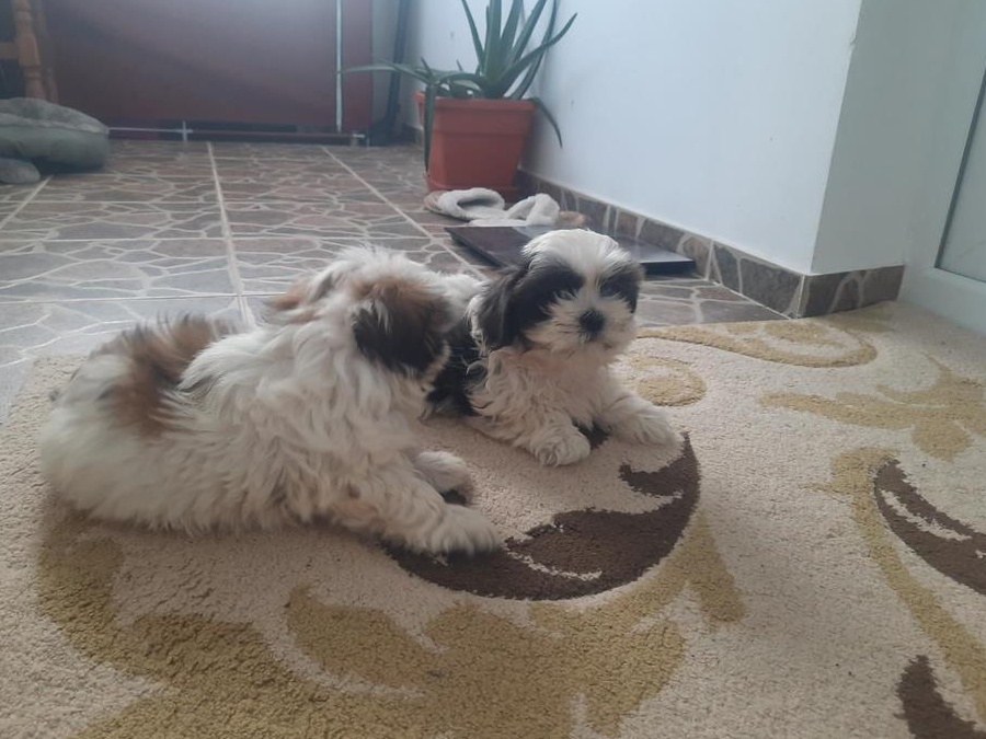 2 baietei pufosi și jucausi cauta alta casuta