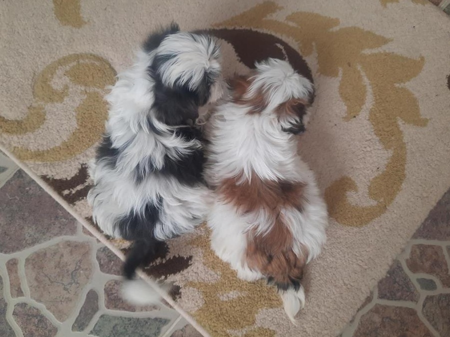2 baietei pufosi și jucausi cauta alta casuta