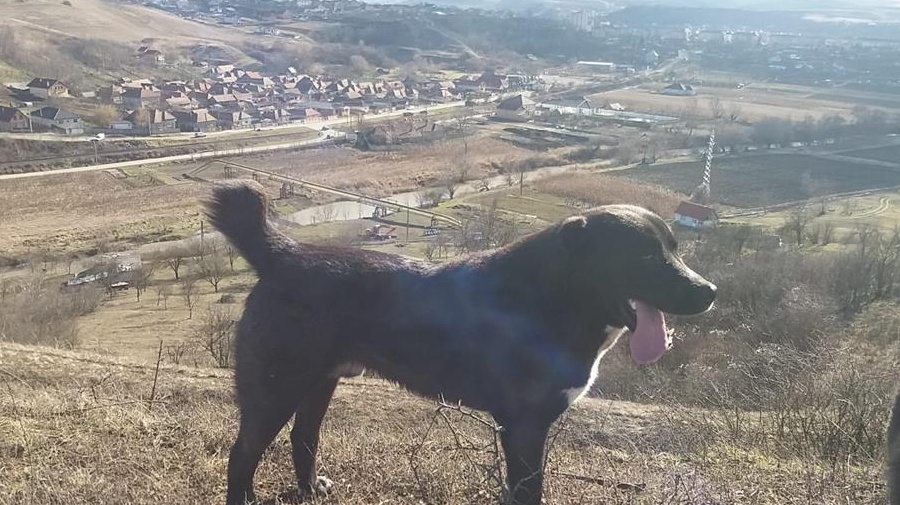 2 câini ciobănești masculi adulți
