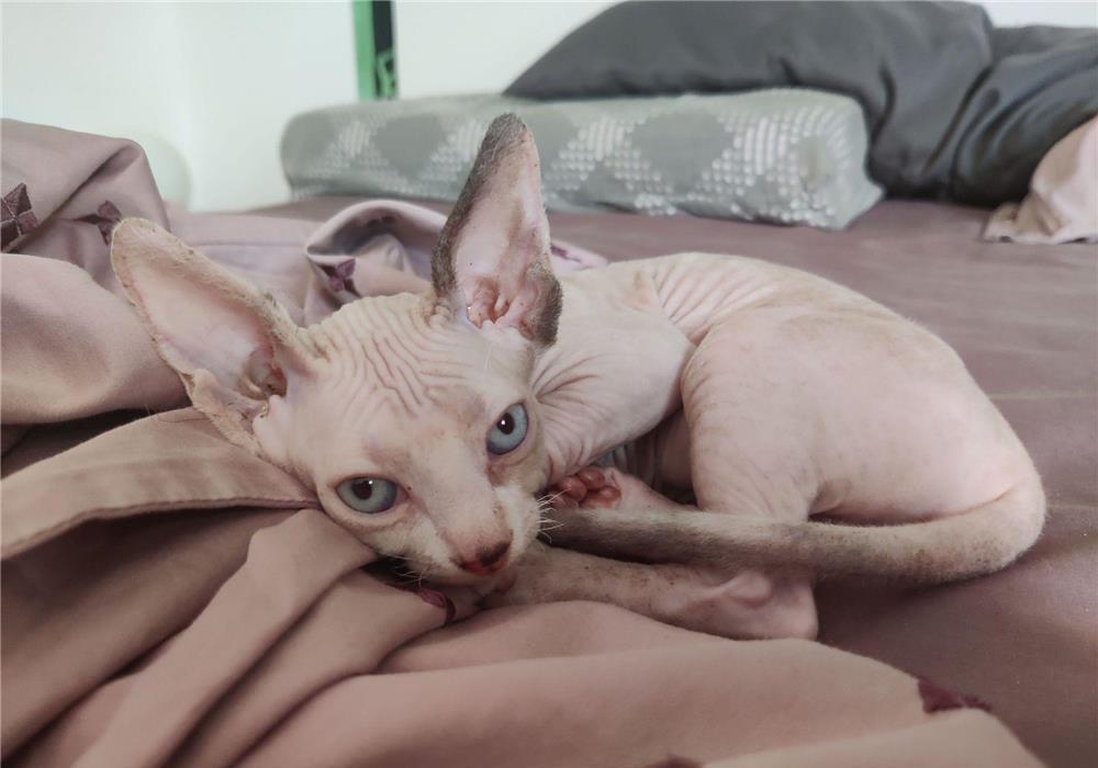 2 pisici Sfinx (sphynx) isi cauta un prieten pe viata