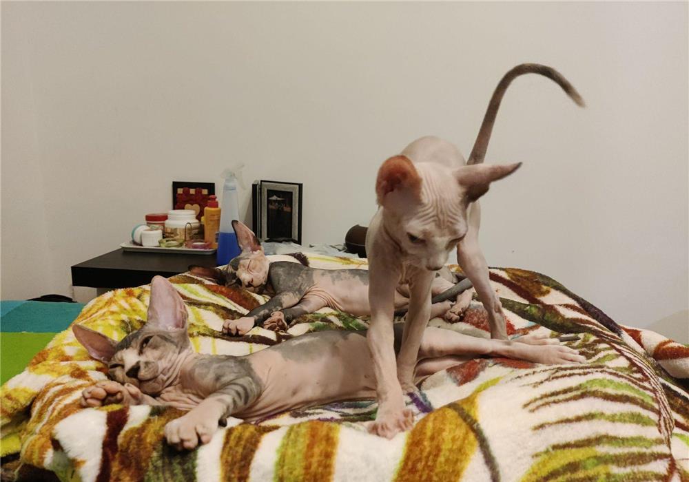 2 pisici Sfinx (sphynx) isi cauta un prieten pe viata