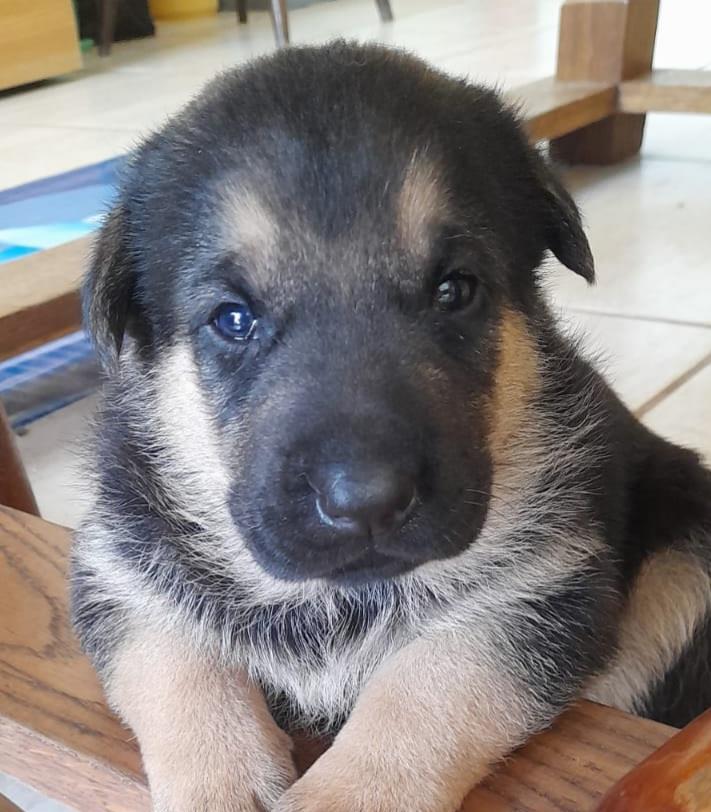 2 Pui Ciobanesc German