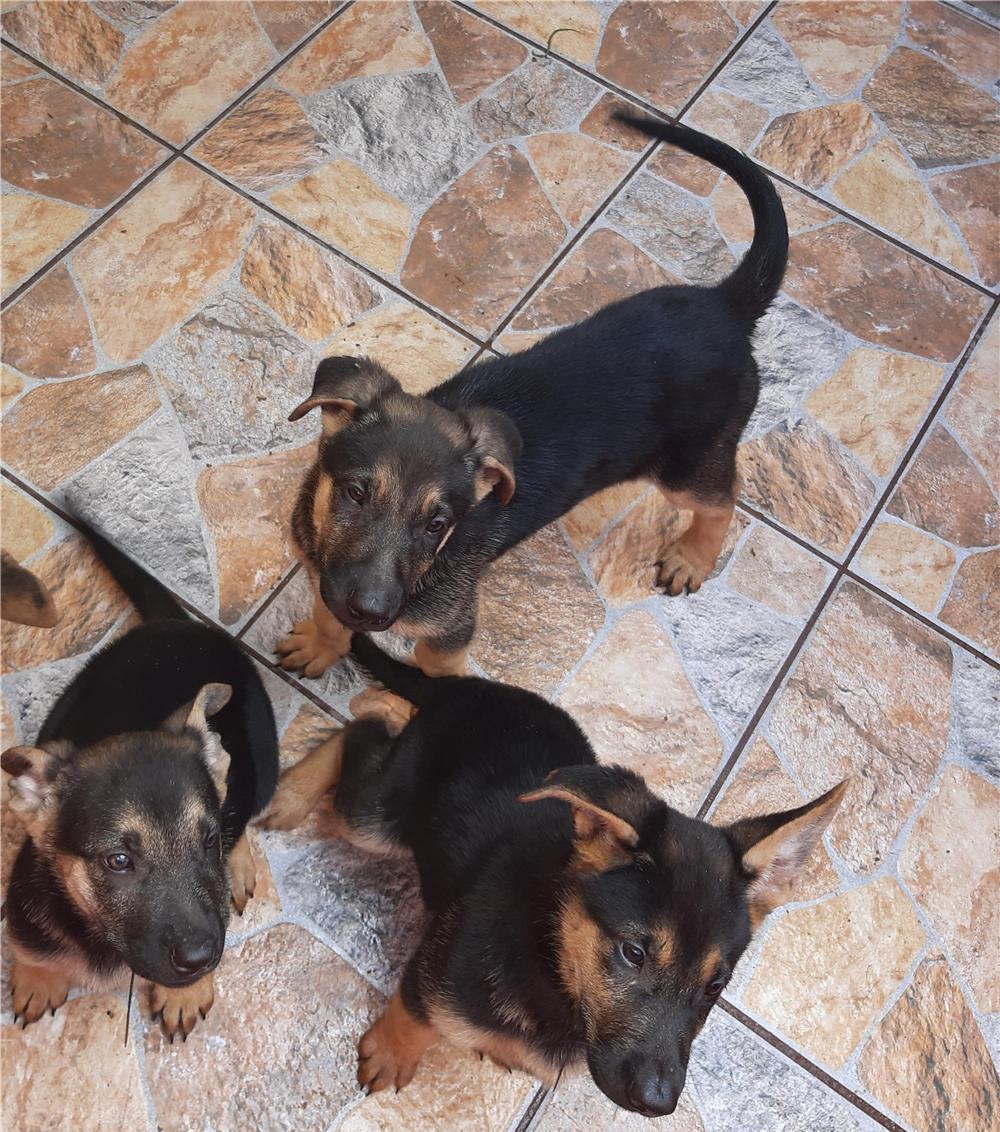 2 Pui Ciobanesc German