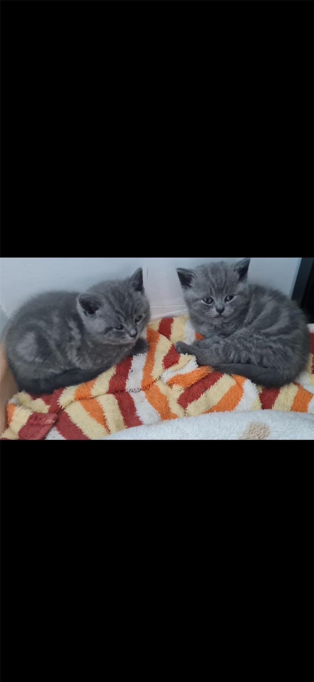 2 pui pisic British Shorthair (Motanei).