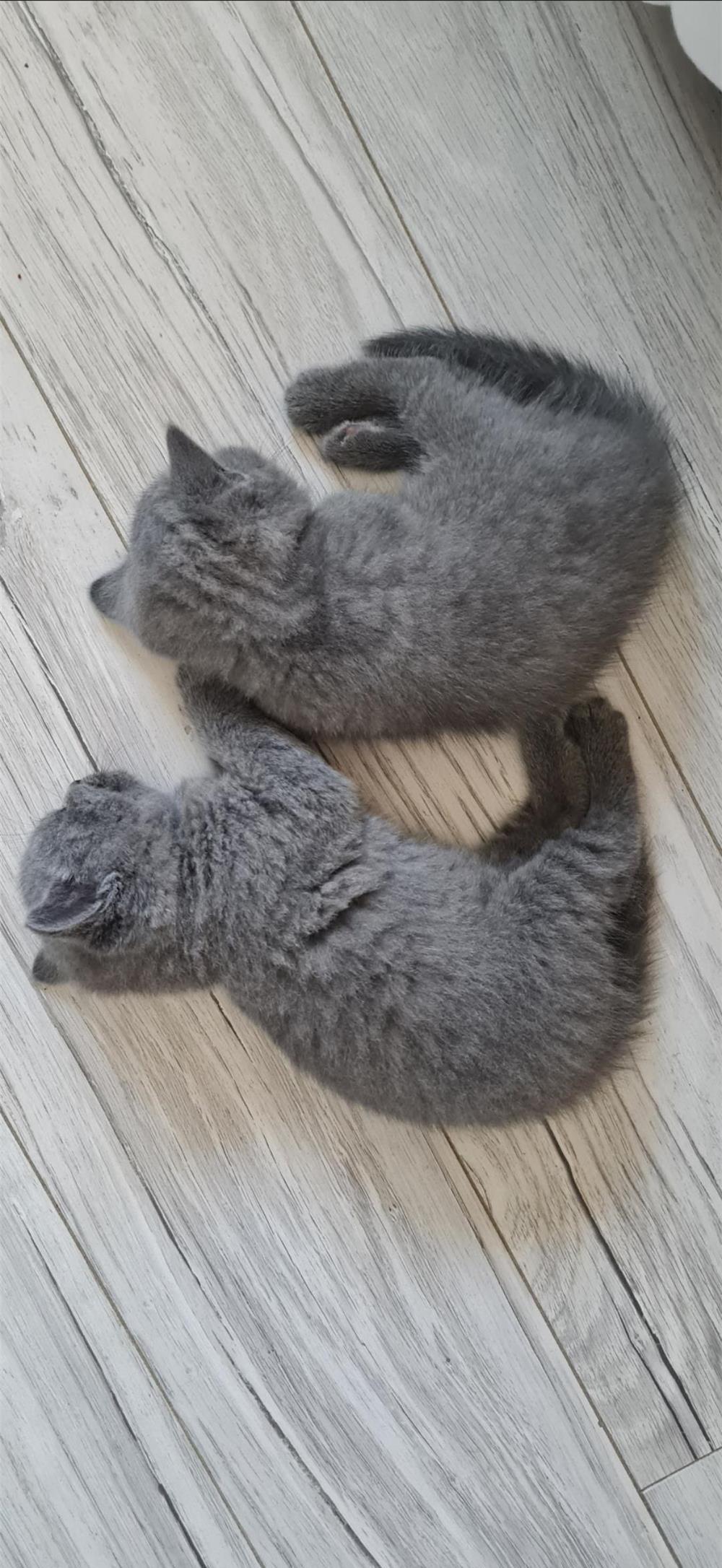 2 pui pisic British Shorthair (Motanei).