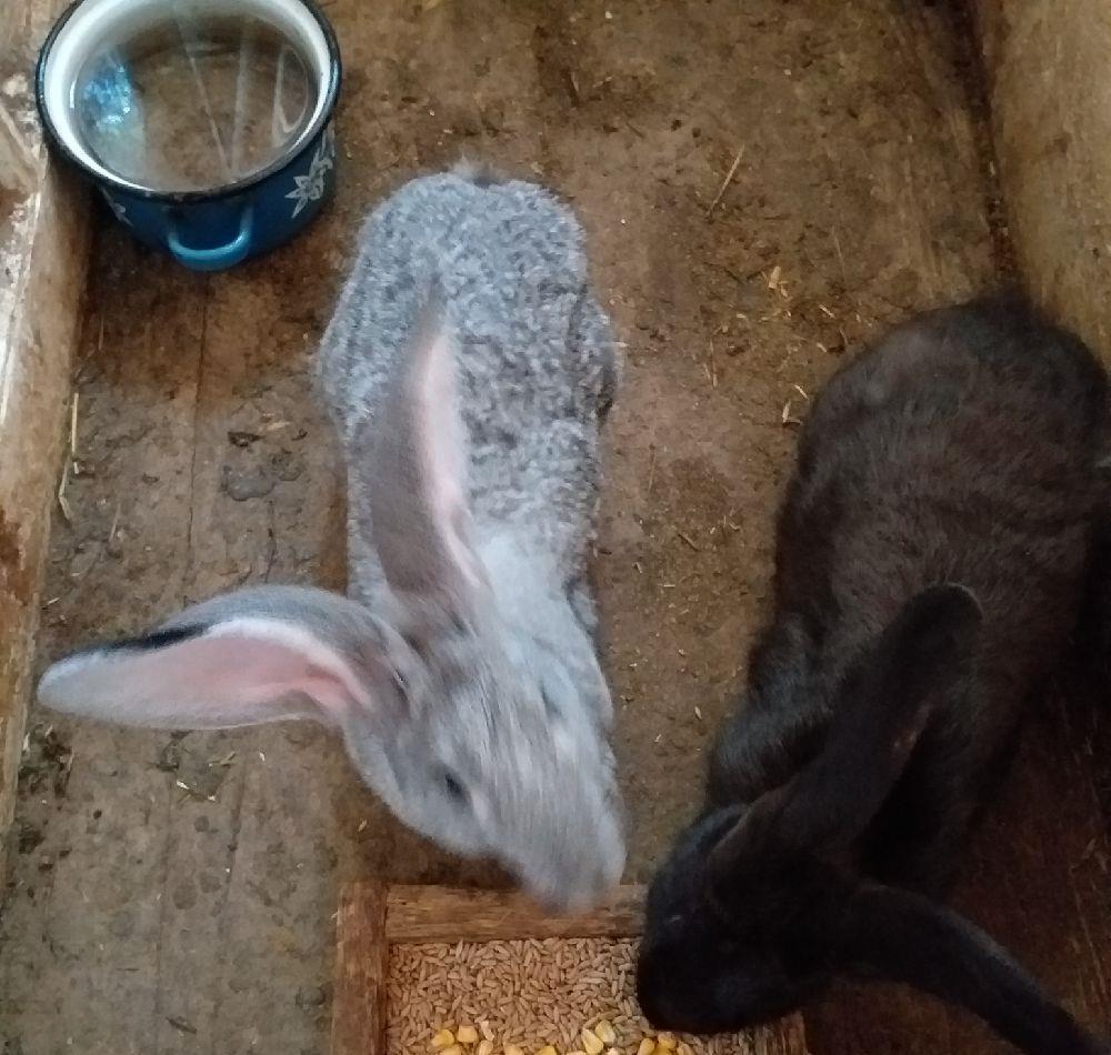 3 femele de vânzare