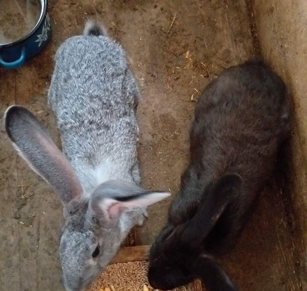 3 femele de vânzare