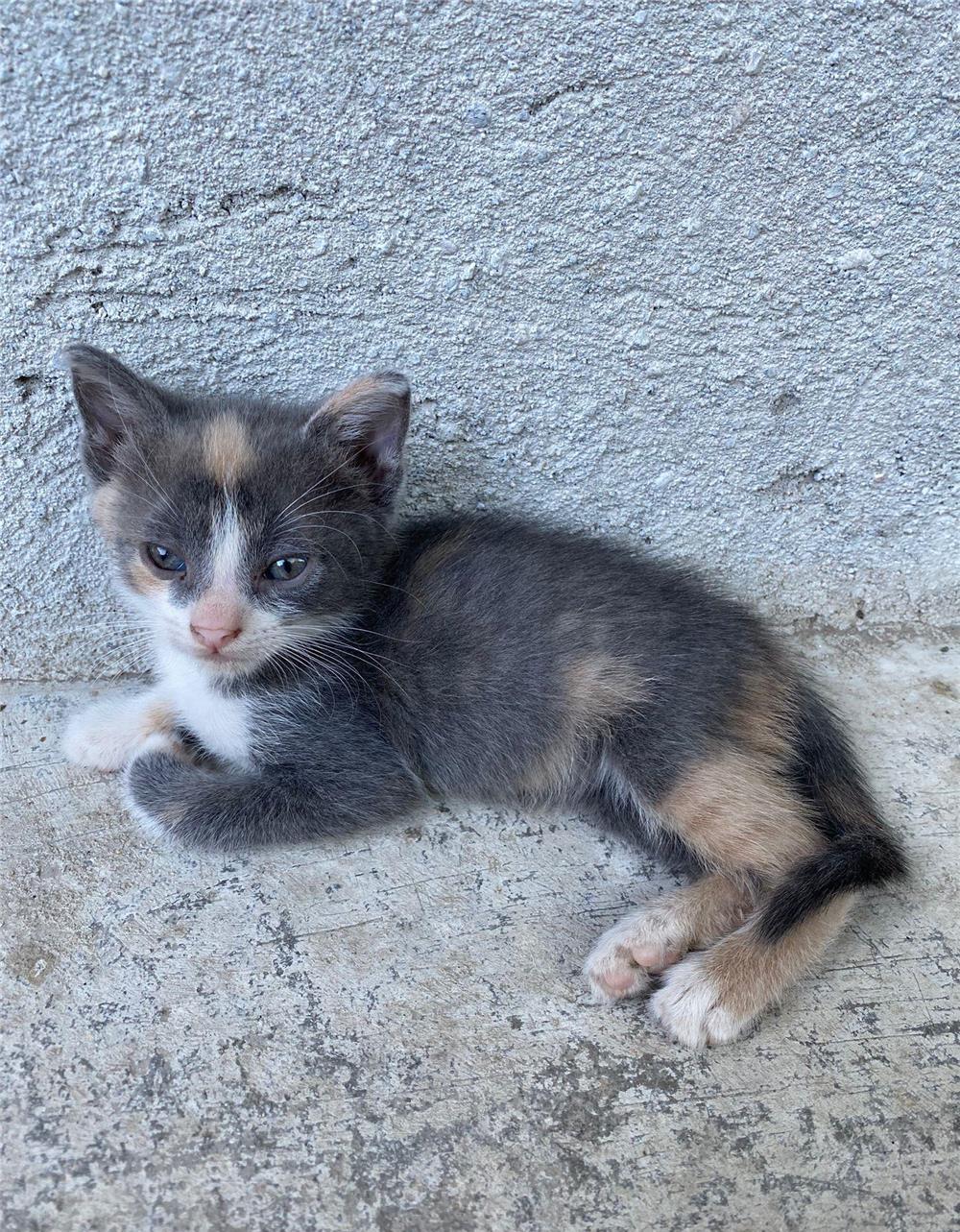 4 pisicuțe spre adopție în Timișoara