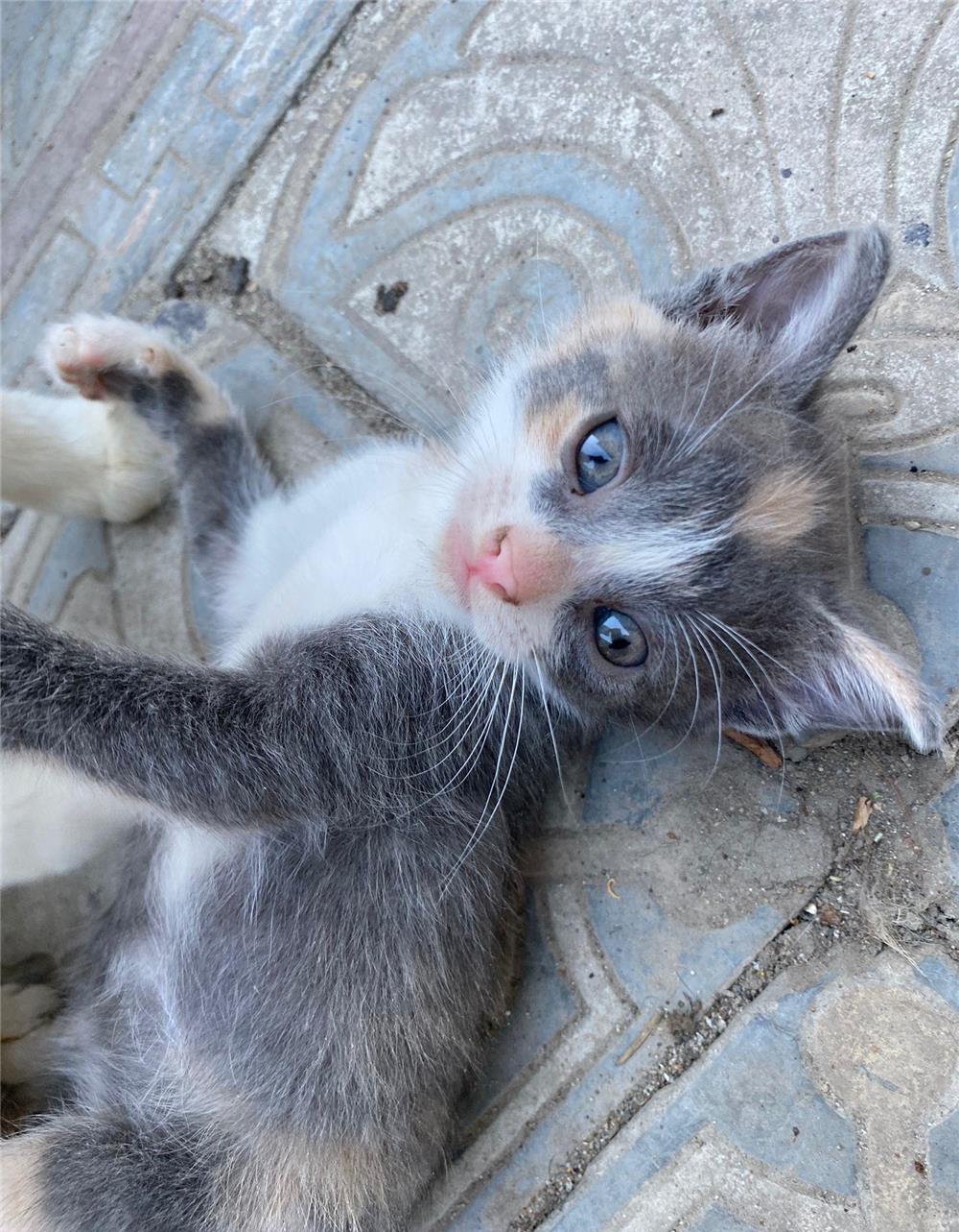 4 pisicuțe spre adopție în Timișoara