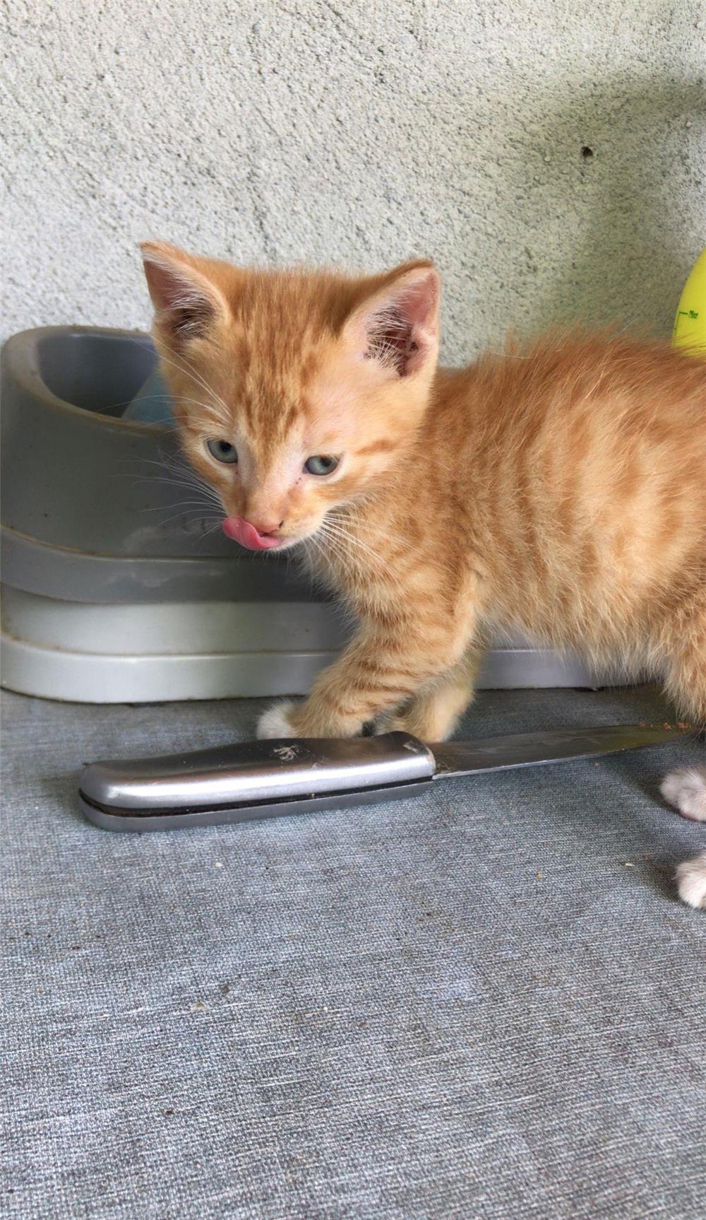 4 pisicuțe spre adopție în Timișoara