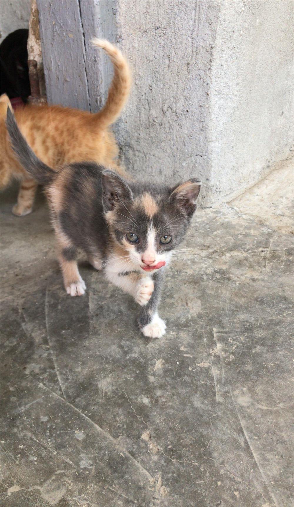 4 pisicuțe spre adopție în Timișoara