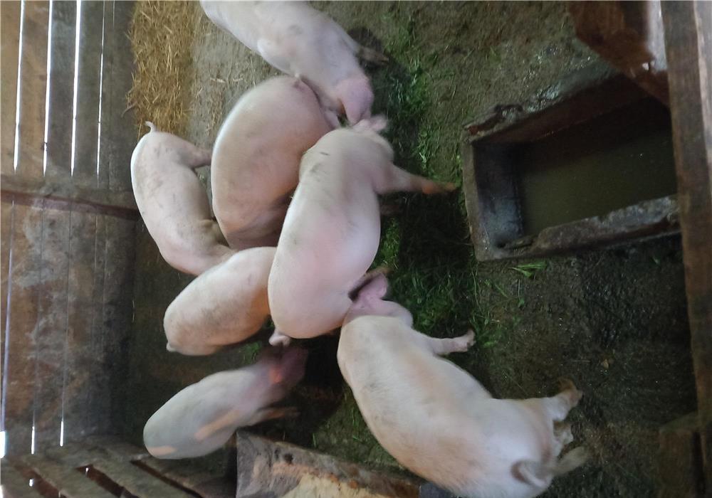 7 doldanei de 40 -45 kg