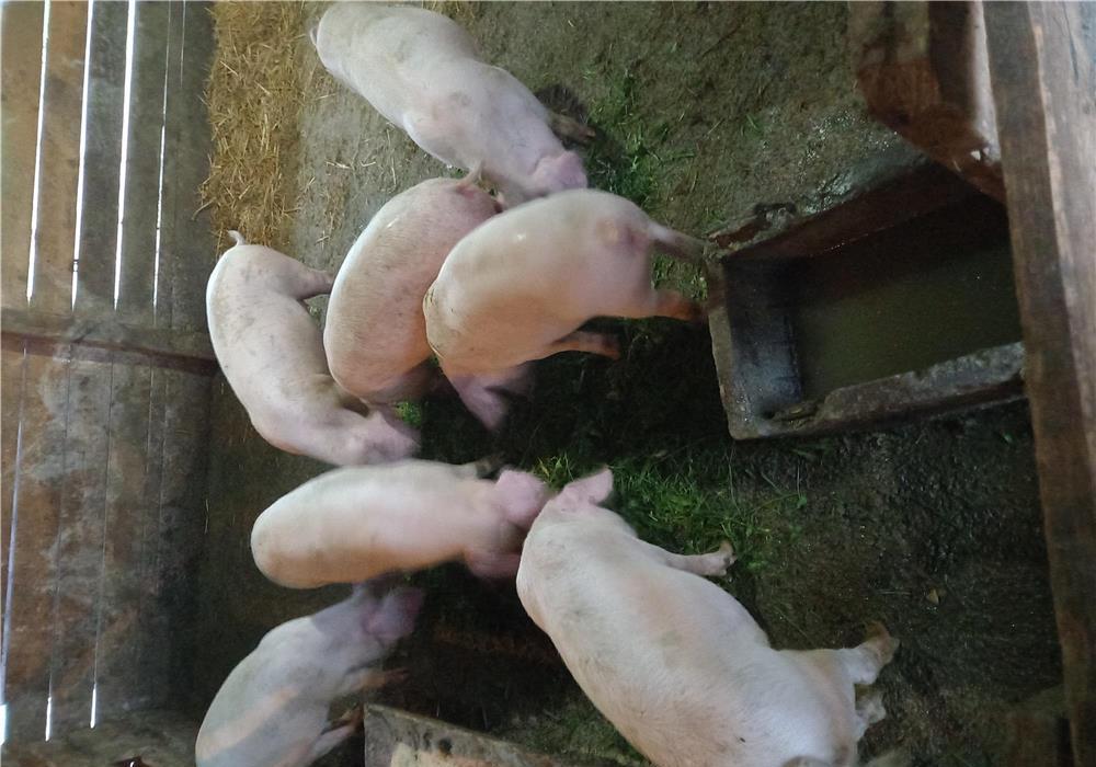 7 doldanei de 40 -45 kg