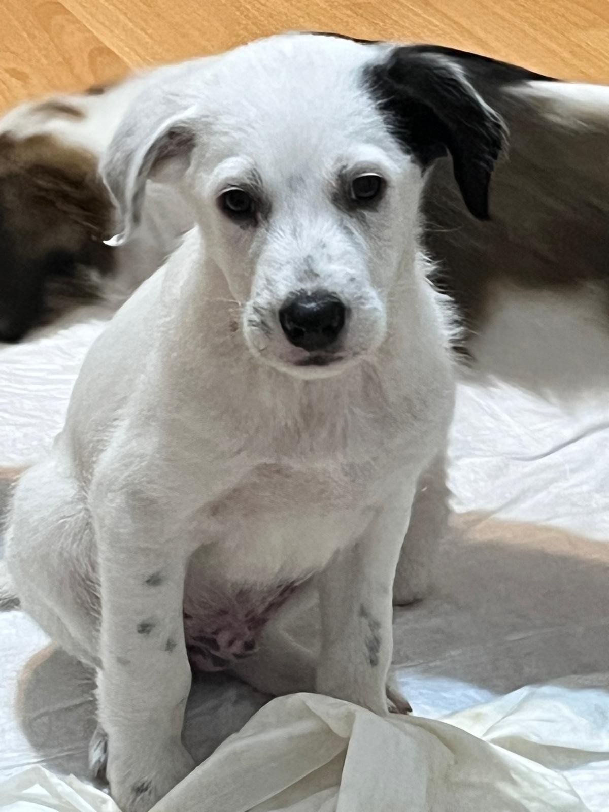 7 frați, 1 povește unica 🐾 CAMARADUL TAU  din linia Cei 7 Superbi