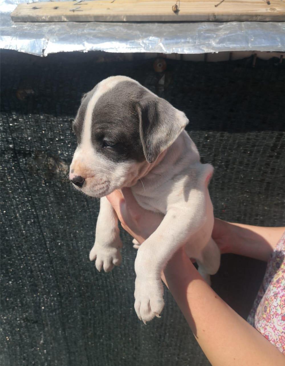 8 frățiori își caută stapani