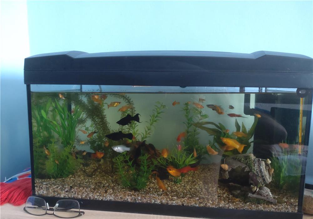Acvariu 60l complet