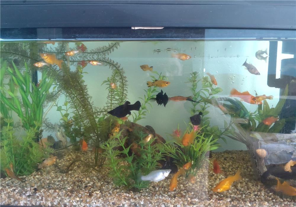 Acvariu 60l complet
