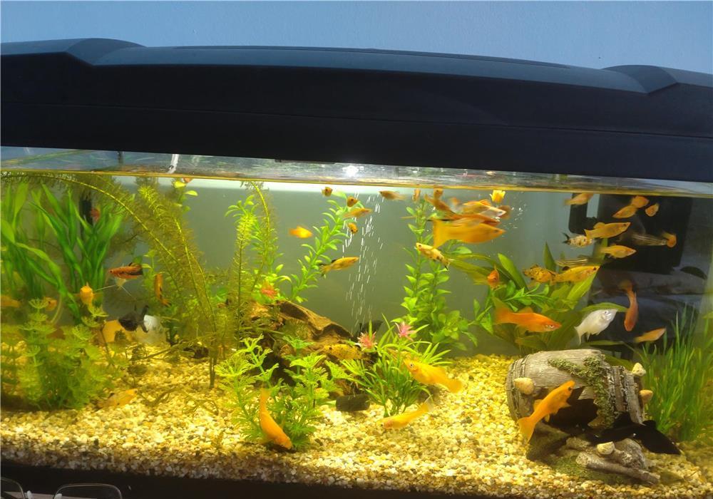 Acvariu 60l complet