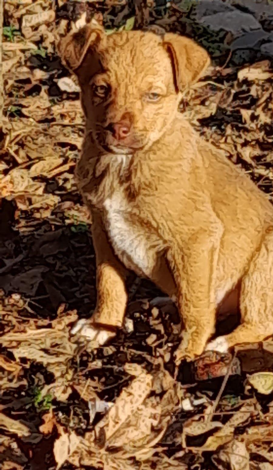 Adoptati un catelus