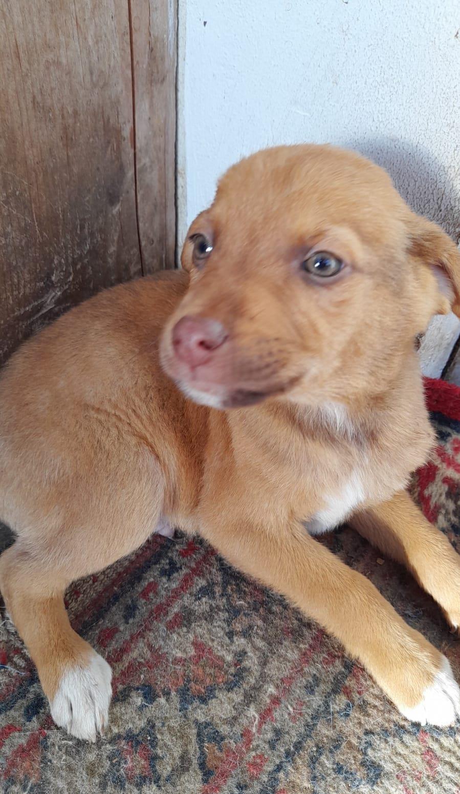 Adoptati un catelus