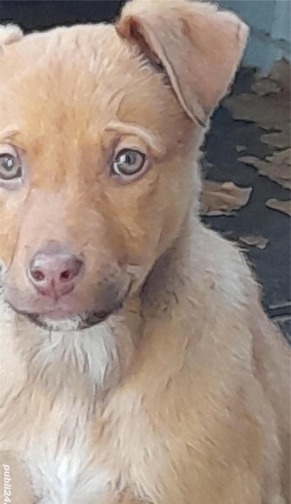 Adoptati un catelus
