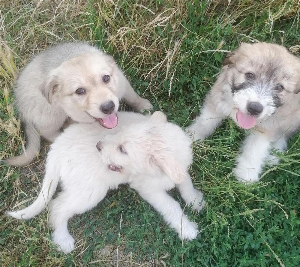 Adopție căței gratuit