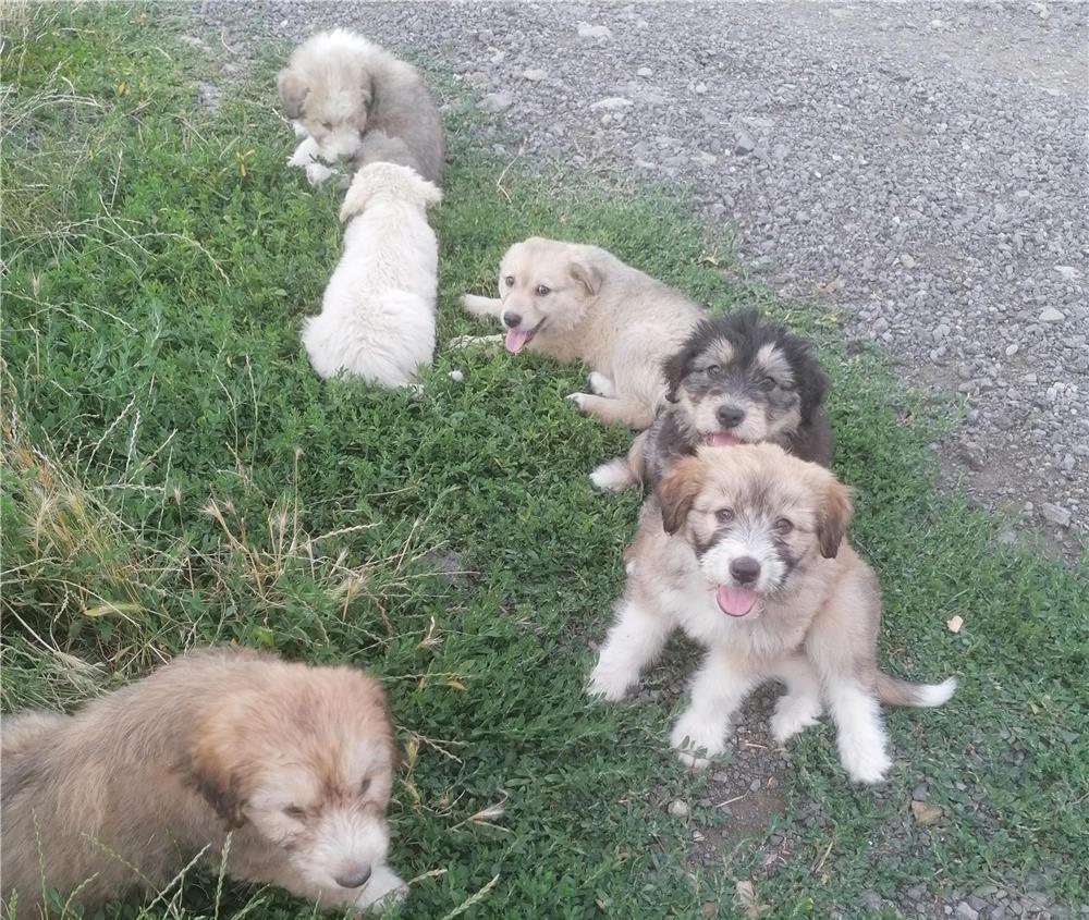 Adopție căței gratuit