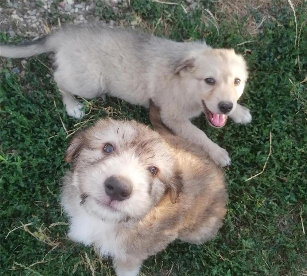 Adopție căței gratuit