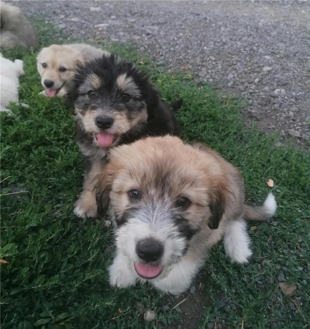 Adopție căței gratuit