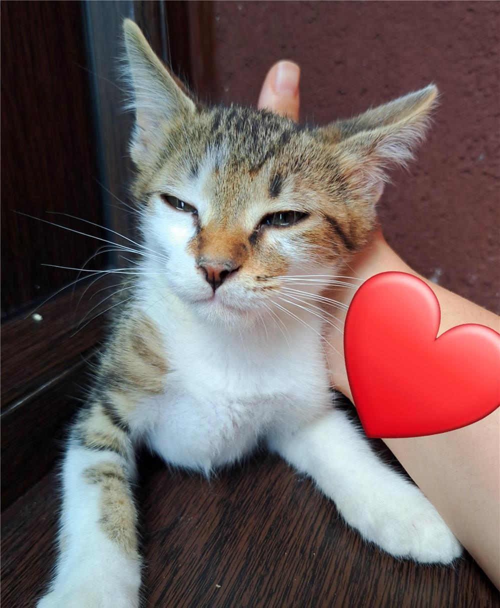 Adoptie motanel 2 luni