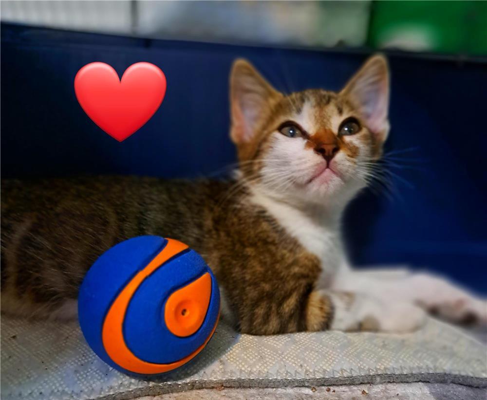 Adoptie motanel 2 luni