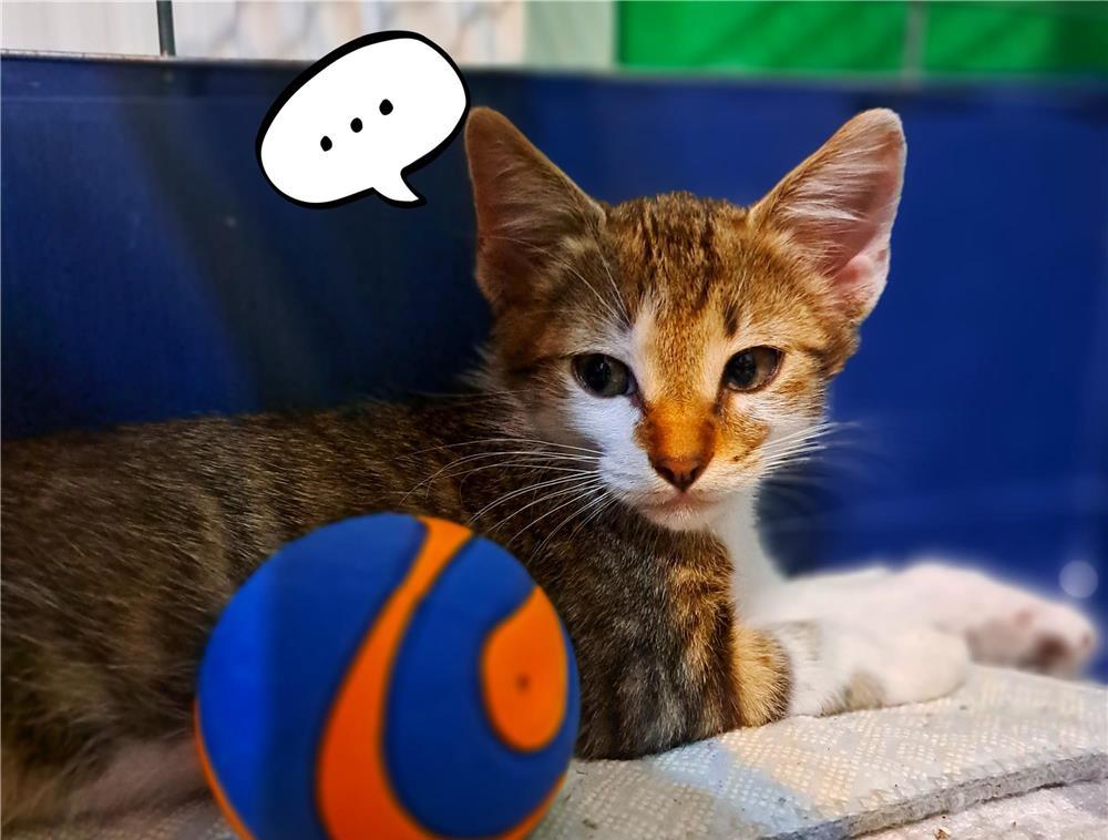 Adoptie motanel 2 luni