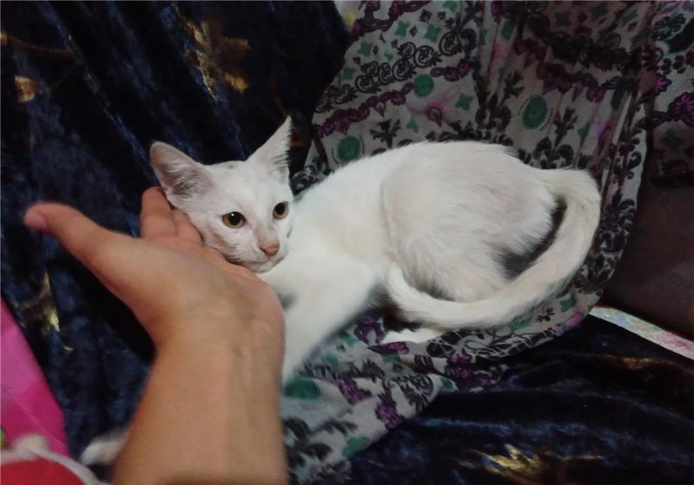 Adoptie pisica alba