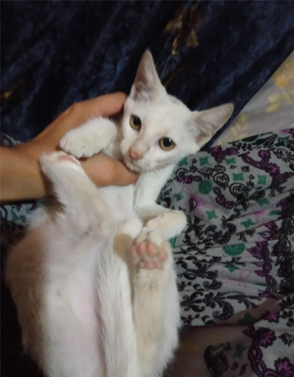 Adoptie pisica alba