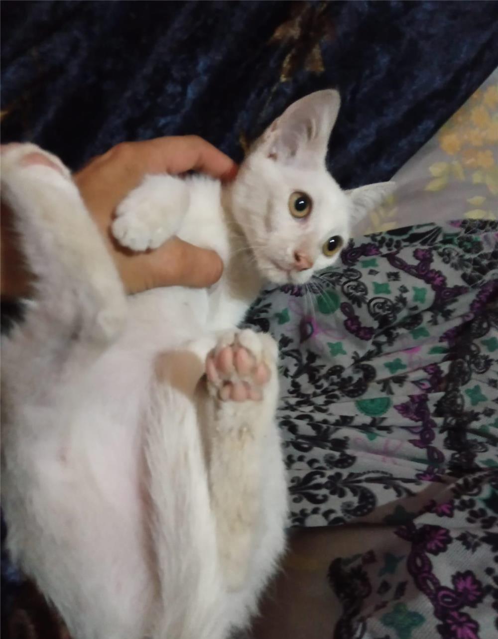 Adoptie pisica alba
