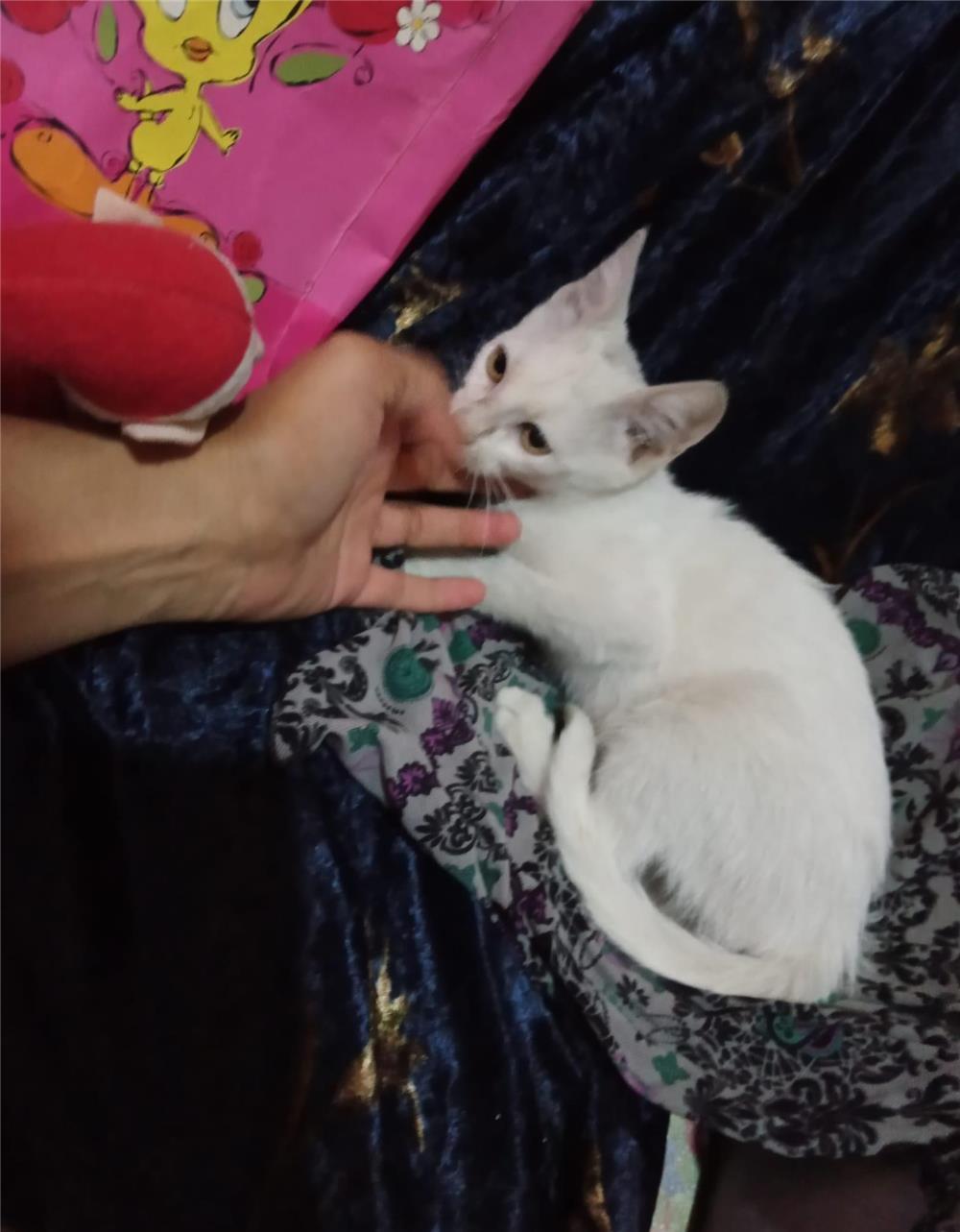 Adoptie pisica alba