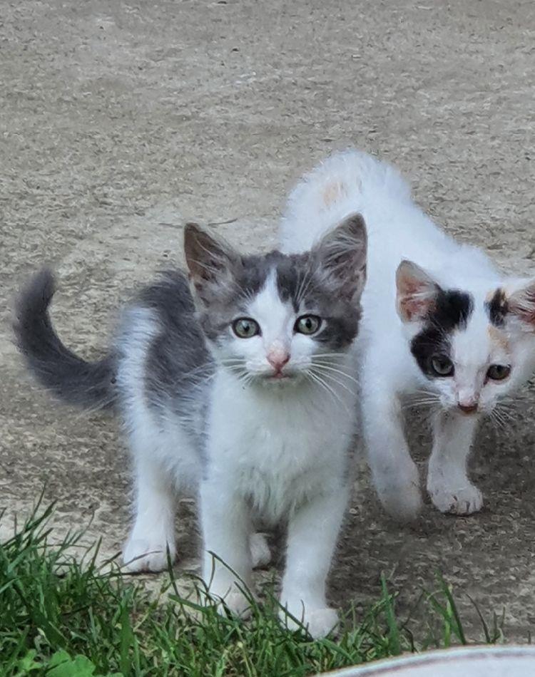 Adoptie pisicute