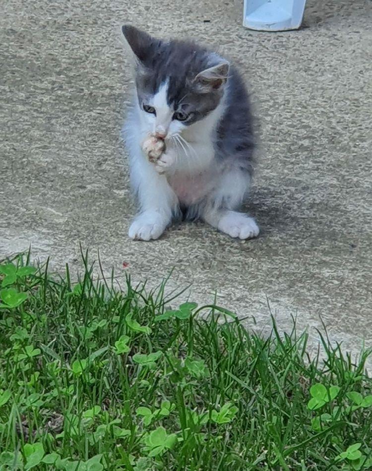 Adoptie pisicute