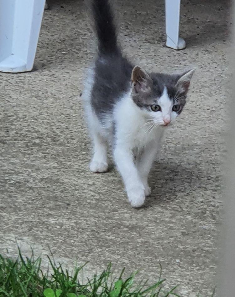 Adoptie pisicute