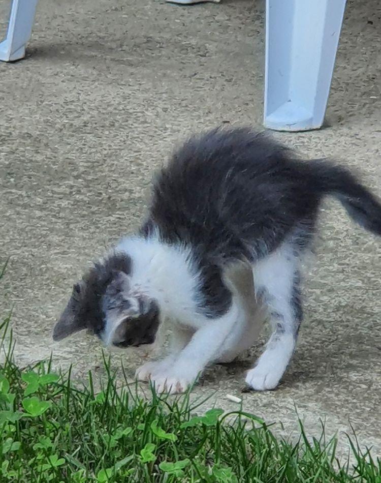 Adoptie pisicute