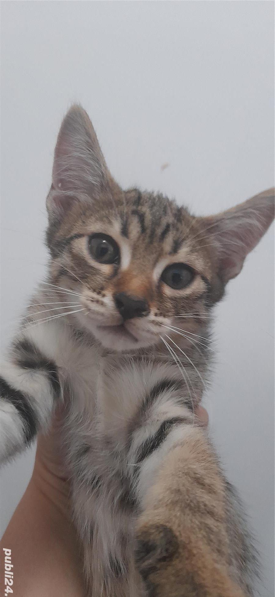 Adoptii pui de pisica
