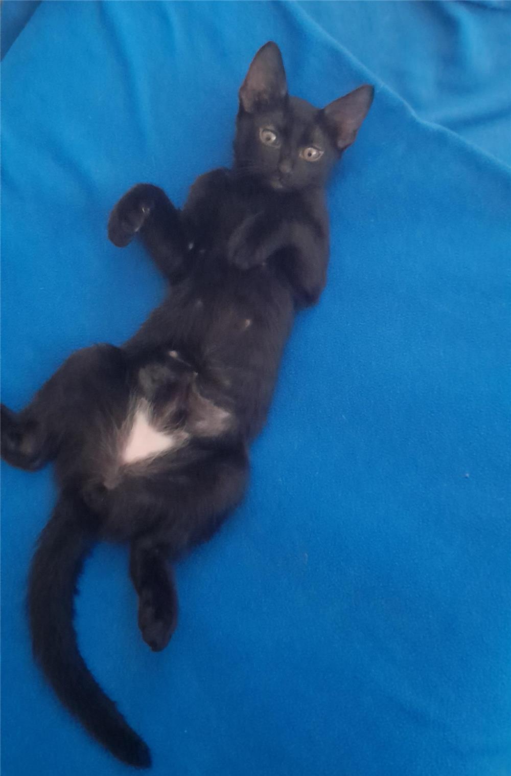 Adoptii pui de pisica