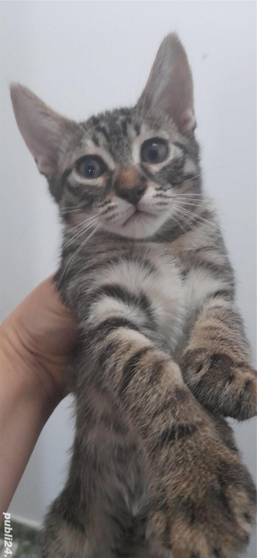 Adoptii pui de pisica