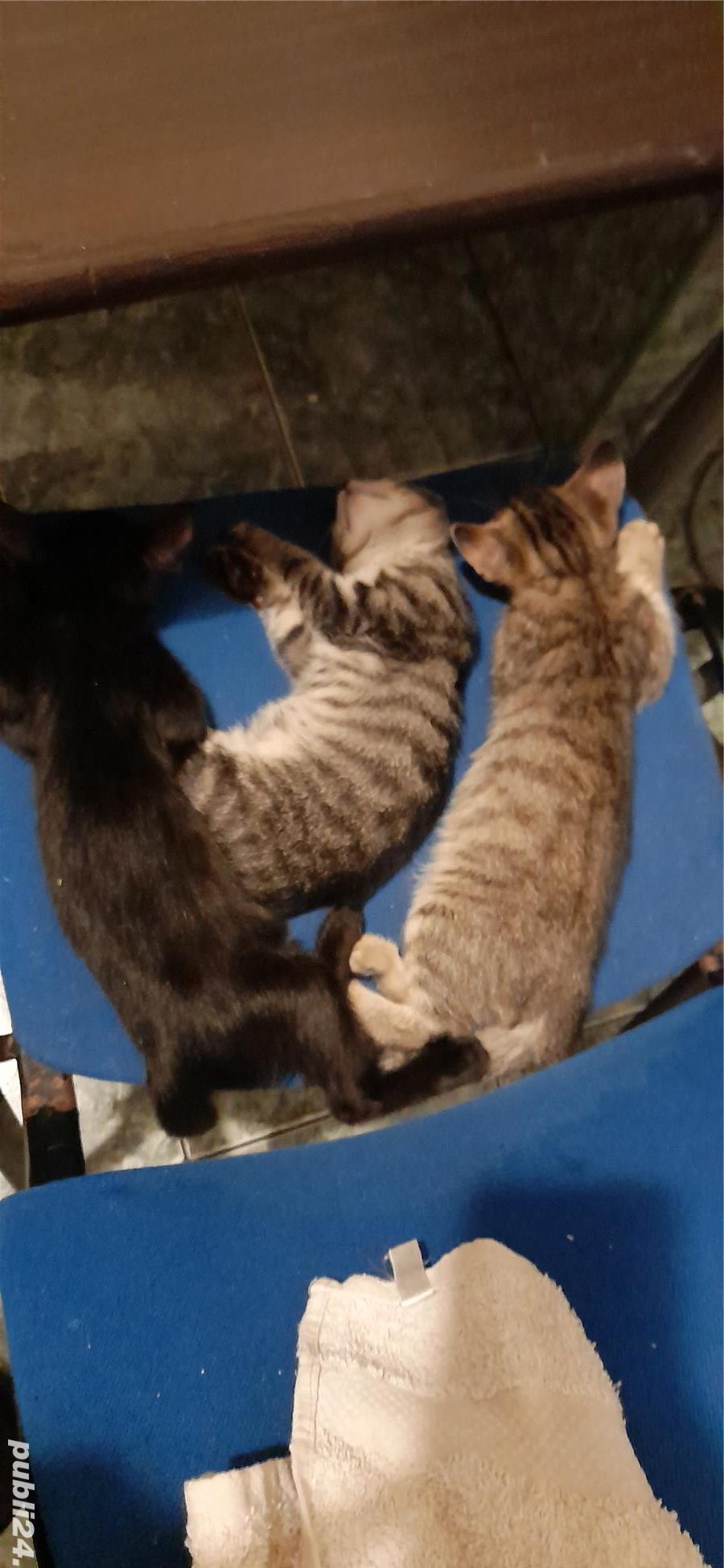 Adoptii pui de pisica